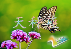 Ќ(du)(i)xʽ