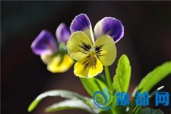 p~Čֲʲô